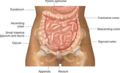 Anatomy of the large intestine and colon