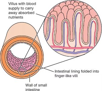 Villi and microvilli of the small intestine