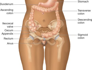 Large intestine and associated structures