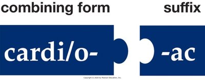 Building medical words: vowel suffix