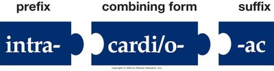 Building medical words: with prefix