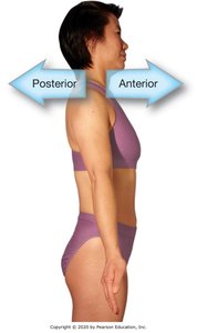 Anterior and posterior directions