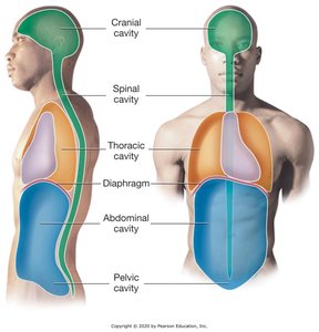 Body cavities