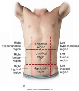 Body regions