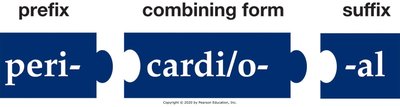 Prefix, combining form, suffix: pericardial