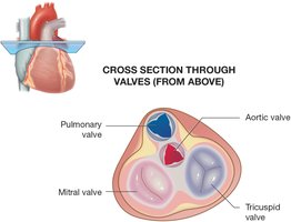Cross-section of heart valves from above