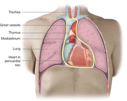 Diagram of the mediastinum and thoracic cavity