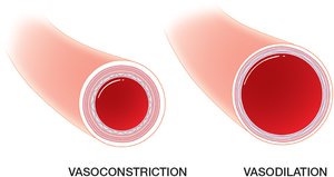 Diagram showing vasoconstriction and vasodilation