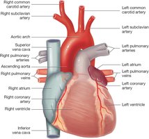 Diagram of arteries and veins around the heart