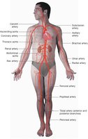 Diagram of major arteries in the body