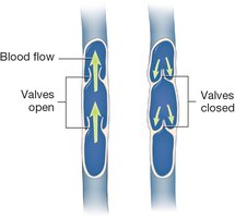 Diagram showing valves in a vein