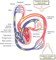 Diagram showing circulation of blood through the heart and body