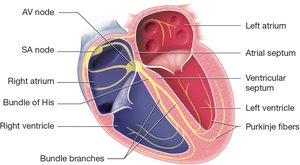 Diagram of the heart's conduction system