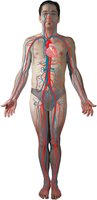 Diagram of the human body showing the cardiovascular system