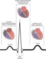 Normal ECG tracing with labeled waves