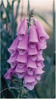 Foxglove plant (Digitalis purpurea)