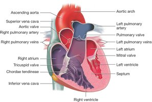 Internal anatomy of the heart showing chambers and septum