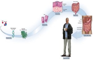 Levels of organization from chemical to organ system