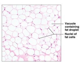 Microscopic view of adipose tissue