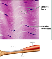 Microscopic view of dense regular connective tissue and tendon structure