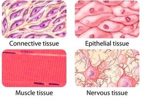 Four tissue types: connective, epithelial, muscle, nervous