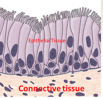 Diagram showing epithelial tissue above connective tissue