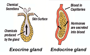 Diagram of exocrine and endocrine glands