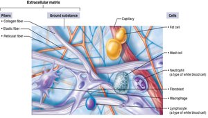 Diagram of connective tissue components: fibers, ground substance, cells