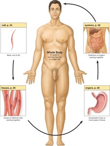Diagram showing levels of body organization: cell, tissue, organ, system, whole body