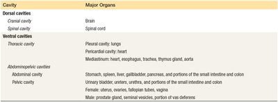 Table of body cavities and their major organs