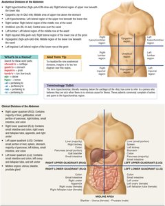 Diagram of abdominal regions and quadrants