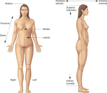 Diagram showing directional terms on the human body