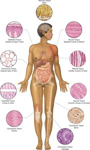 Diagram showing tissue types and their locations in the body