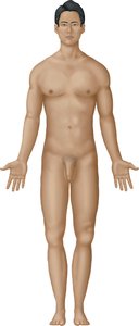 Illustration of anatomical position