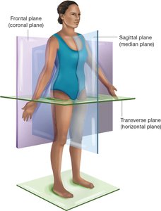 Diagram showing sagittal, frontal, and transverse planes