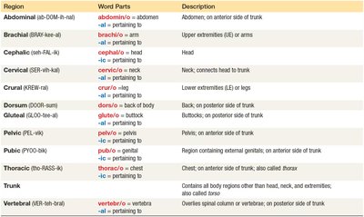 Table of body regions, word parts, and descriptions