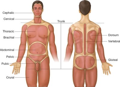 Diagram labeling body regions on anterior and posterior views