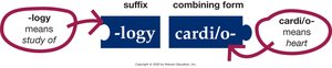 Building medical words: study of the heart