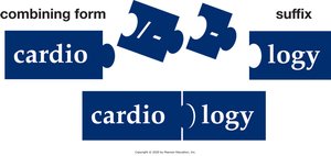 Building medical words: study of the heart