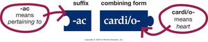 Building medical words: pertaining to the heart