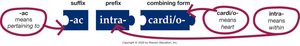 Building medical words: pertaining to within the heart
