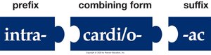 Building medical words: pertaining to within the heart