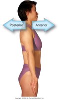 Anterior and posterior directions