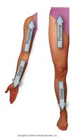 Distal and proximal directions
