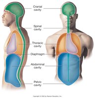 Body cavities