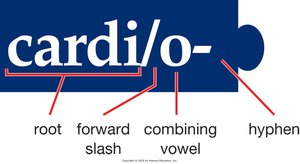 Structure of a combining form (cardi/o-)
