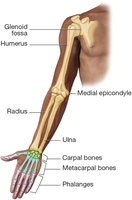 Bones of the upper extremity