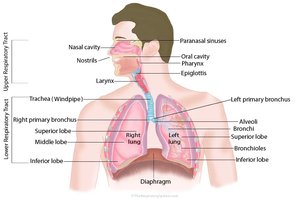 Anatomy of the respiratory system