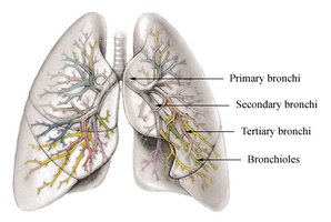 Bronchial tree