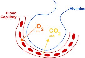 Diagram of gas exchange in alveolus